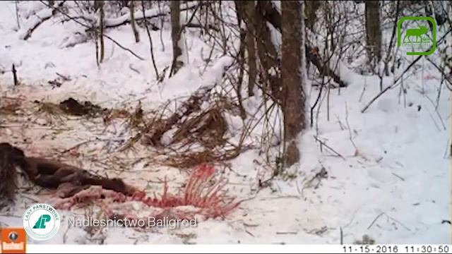 #9 Медведь пришел на падаль для волков.