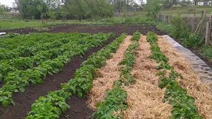 УКРЫВАЕМ МЕЖДУРЯДЬЯ КАРТОФЕЛЯ СОЛОМОЙ