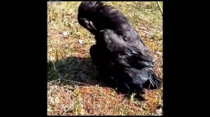 Ручной ворон Кеша / Первая прогулка ворона  в лесу /знакомство с лесом/возвращение ворона домой
