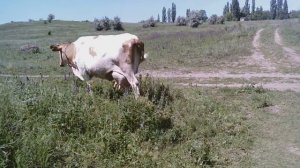 Хорошо в краю родном - пахнет сеном и ... :)))