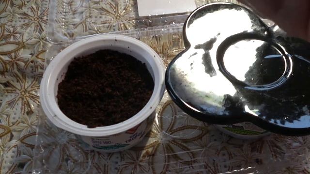 ЭУСТОМА.  Ещё не поздно посеять эустому в декабре