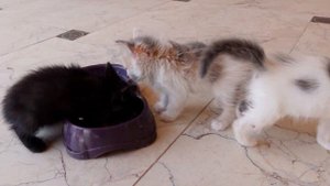 Брошенные котята День второй Спасение бездомных котят