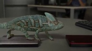 Хамелеон меняет цвет