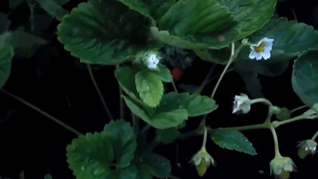 Клубника ремонтантная *Альбион*. смотреть онлайн