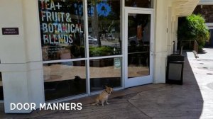 3 Year Old Chihuahua Mix "Kazu" 2 Week Board & Train | Hawaii Dog Trainers