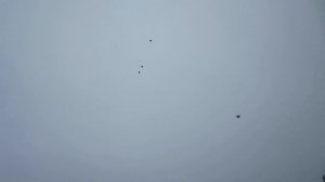 Межевикин А Н  полковник Николаевские голуби г  Лиски Воронежская обл 13 10 2019