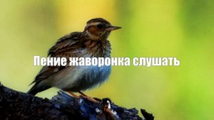 Видео  1 час Пение жаворонка. Звук от бессоницы
