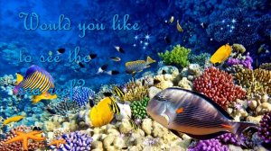 THE GREAT BARRIER REEF OFFICIAL SONG