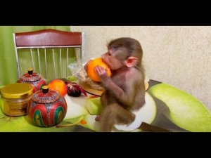 Люся приехала на папе Владе из вольера и ТРАПЕЗНИЧАЕТ)))