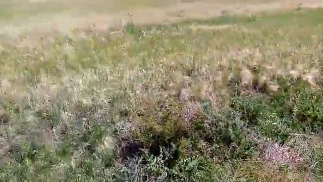 Поиск Волчьего Логова смотреть онлайн