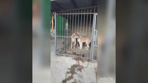 Случка Алабаем