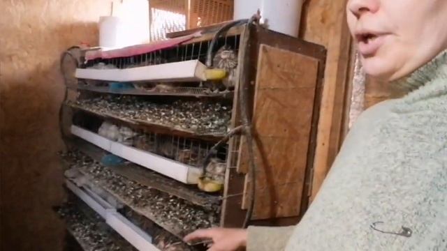 всех накормим и поговорим о перепелах, нормы кормления и почему жиреют перепела