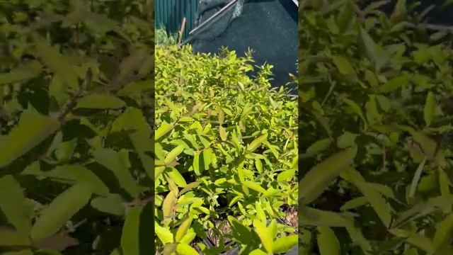 Саджанець Жимолость Бореал Б'юті (ОКН-2093) смотреть онлайн