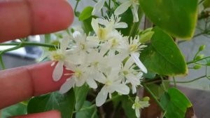 Sweet Autumn Clematis 🌼🌿