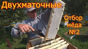 ДВУХМАТОЧНЫЕ! Отбор МЁДА №2  Как сработали на медосборе!