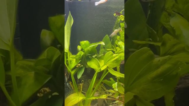 #guppy #aquarium #freshwater #fishtank смотреть онлайн