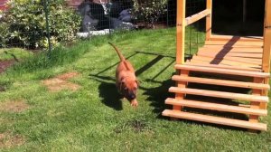 Sabayuma   Rhodesian Ridgeback Kennel   Bandari Wurf   5  Woche