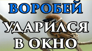 Если воробей ударился в окно и улетел примета ? - Маг Fose