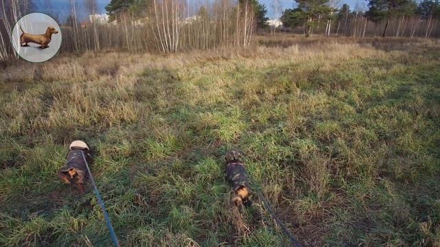 ТАКСА ^ ТАКСЫ ^ ТАКСА ? ? ? ЧТО ЛУЧШЕ ОДНОЙ ТАКСЫ? ТОЛЬКО ТРИ ТАКСЫ! смотреть онлайн