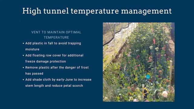 Optimizing Lisianthus in Utah смотреть онлайн