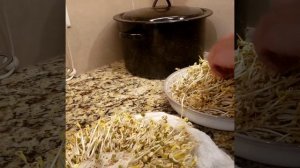 Свинина по корейски