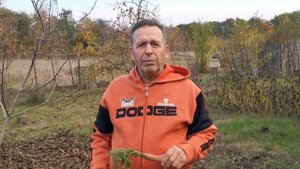 Как сохранить морковь до весны