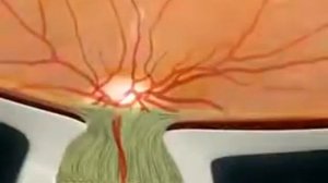 Зрительный нерв - строении и функции