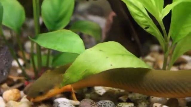 Кормление калабарского каламоихта смотреть онлайн