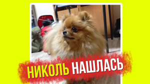 Ольга и шпиц Николь вышли на связь! Шпицы в ожидании гостей. Кто к нам пришёл?