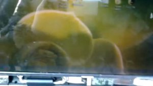 Диагностика Nissan Maxima A32 с помощью сканера