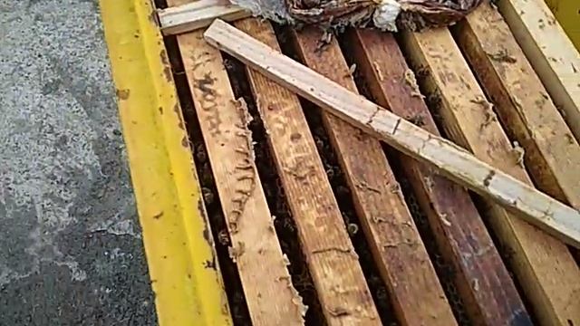 Как развиваются пчелы в марте.