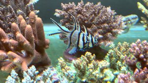 Нерест Апагонов в моем Акропорнике.