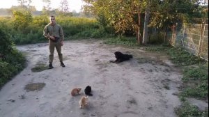 Дрессировка Тибетский мастиф Лакки 9 месяцев