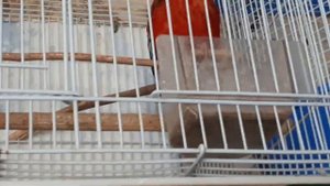 розелла,какарик,амадин и певчие попугаи