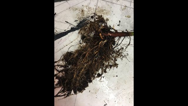 ACER PALMATUM ORANGE DREAM 03,05,2016 смотреть онлайн