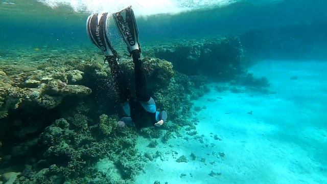 Подводный мир рифа отеля Тропитель, Дахаб 2021 / Snorkeling Tropitel, Dahab