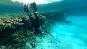 Подводный мир рифа отеля Тропитель, Дахаб 2021 / Snorkeling Tropitel, Dahab