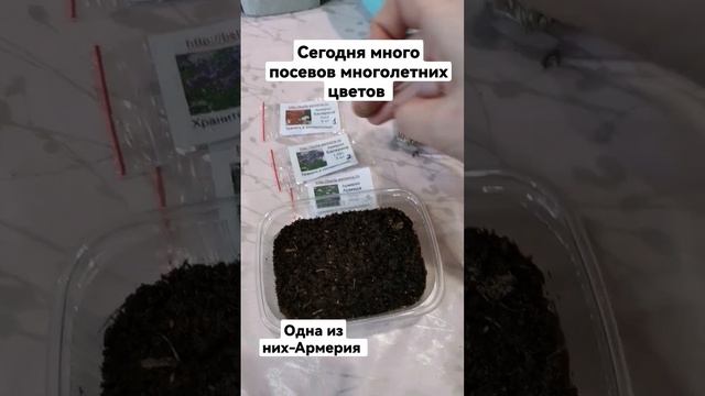 Армерия посев. Армерия из семян.