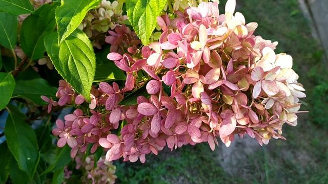 Гортензия метельчатая Самарская лидия и Граффити как выглядят осенью смотреть онлайн