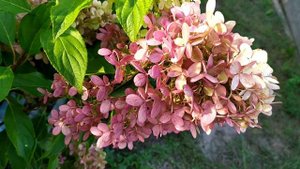 Гортензия метельчатая Самарская лидия и Граффити как выглядят осенью