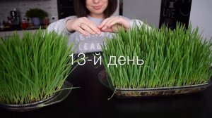 DIY ideas: Как посадить траву. Выращиваем газон