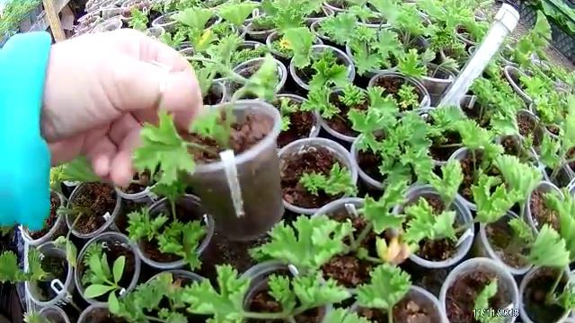 Пеларгония, укоренение, сроки, уход . смотреть онлайн
