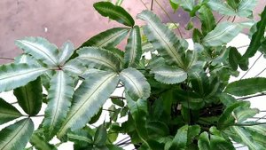 samambaia Prata pteris albolineata  exótica. vc conhece