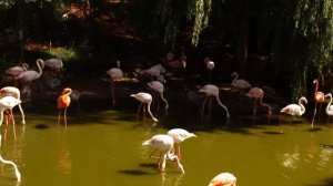 ФЛАМИНГО. ИНТЕРЕСНЫЕ ФАКТЫ О САМОЙ КРАСИВОЙ ПТИЦЕ! РОЗОВЫЙ ФЛАМИНГО. ПОЧЕМУ ФЛАМИНГО ТАКОГО ЦВЕТА?