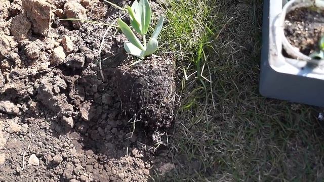 Эустома высадка в грунт.Эустома выращивание от посева до цветения. смотреть онлайн