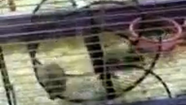 прикольные хомячки.3gp смотреть онлайн