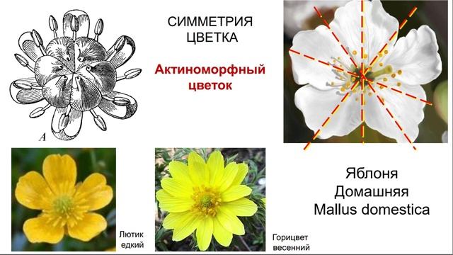 Морфология Цветка  Общие вопросы