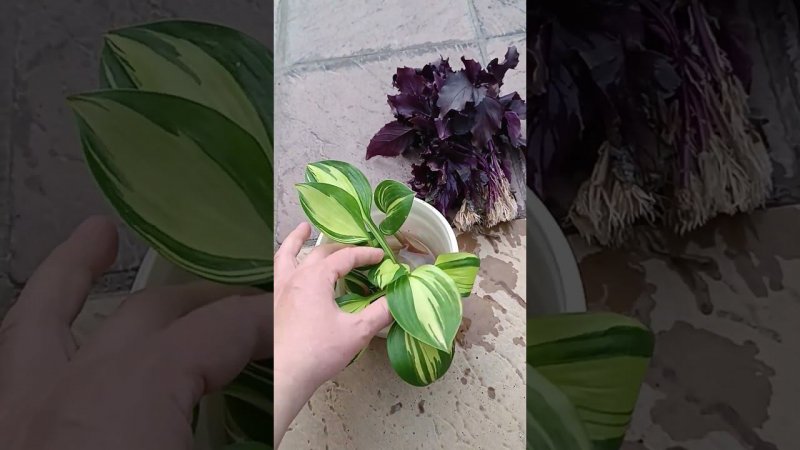 Хоста из обрезков  и быстрый базилик#хоста #базилик #цветыастрахань