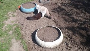 коты нетрадиционной ориентации