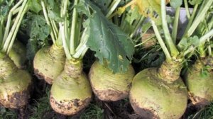 Выращивание Репы как бизнес идея